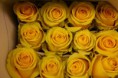 YELLOW MAGIC